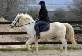 Rassembler un cheval signifie l'arrêter ?