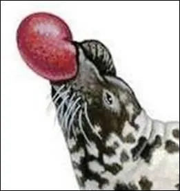 "Le phoque à capuchon" est une espèce en danger :