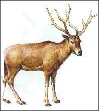 "Le cerf du père David" est une espèce en danger :