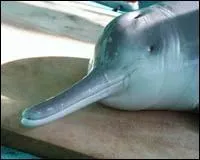 "Le dauphin de Chine" est une espèce en danger :