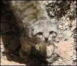 "Le chat des Andes" est une espèce en danger :
