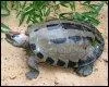 "La tortue Batagur" est une espèce en danger :