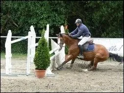 Dans un parcours de saut d'obstacles, que faire si votre cheval refuse de sauter un saut d'obstacle?