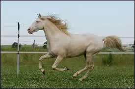 Quelle est la couleur de la robe de ce cheval?