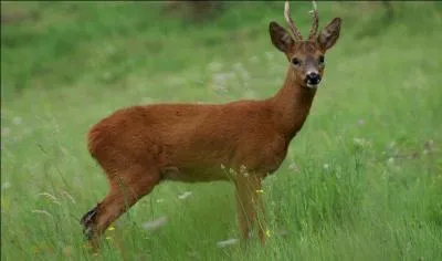 Quelle est la longévité maximale du chevreuil ?