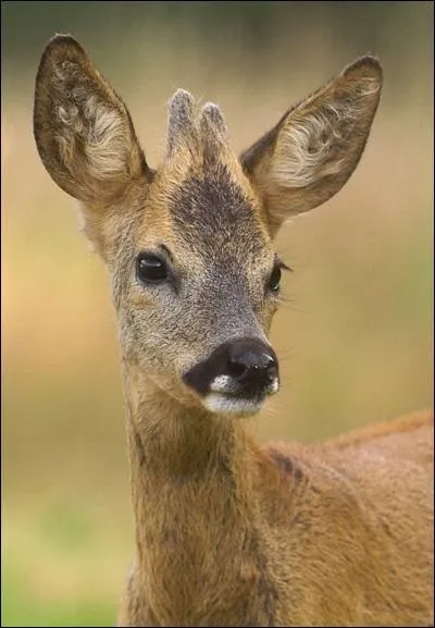 Comment appelle-t-on un jeune chevreuil âgé de 6 à 12 mois ?