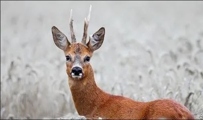 Qu'appelle-t-on le dimorphisme sexuel chez le chevreuil ?