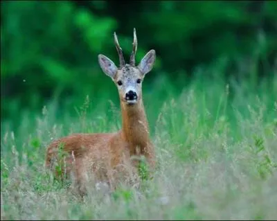 À quel âge les brocards commencent-ils à ravaler ?