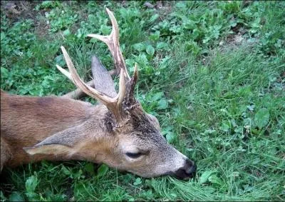 Comment appelle-t-on les vieux mâles dont les perches ne portent plus d'andouillers ?