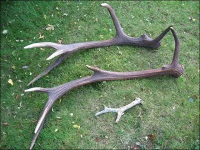 Quel est le poids moyen des bois du chevreuil ?