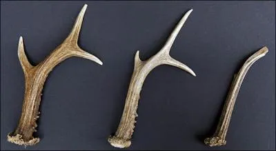 À quelle âge la longueur maximale est-elle atteinte ?