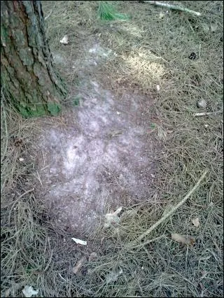 Comment appelle-t-on les marques laissées par le chevreuil lorsque il marque son territoire ?