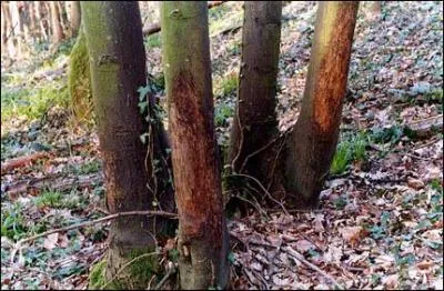 Pour marquer son territoire, que fait-il contre des arbres ?