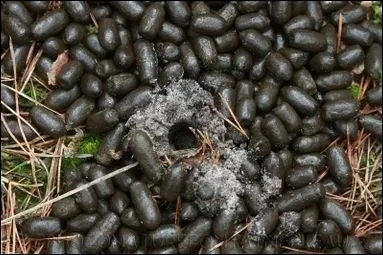 Quel est le surnom affectueux donné aux excréments ?