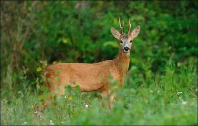 Quel est le poids du chevreuil ?
