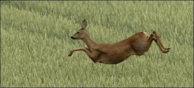 Quelle est la durée de gestation ?