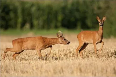Quand a lieu le rut du chevreuil ?