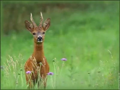 Combien mesure un chevreuil en longueur ?