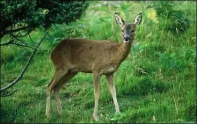 Quelle est la taille au garrot ?