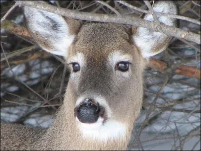 À quelle famille appartient-il ?