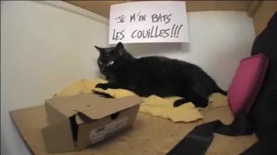 À quel youtubeur appartient ce chat ?