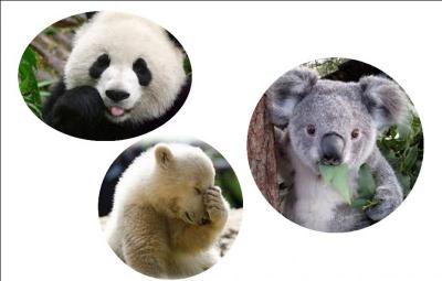 Vous savez maintenant que le sigle WWF signifie « World Wildlife Fund », mais savezvous quel animal symbolise cette OGN ?