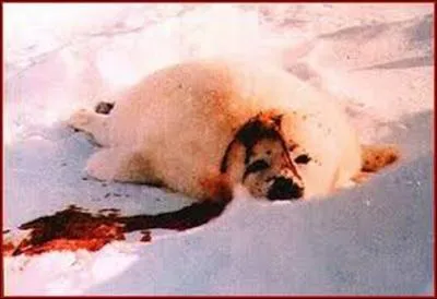 Quelle actrice met fin à sa carrière en 1973 pour se consacrer à la défense des animaux et s'engage dès 1976 aux cotés de Brian Davis pour dénoncer la chasse aux phoques ?