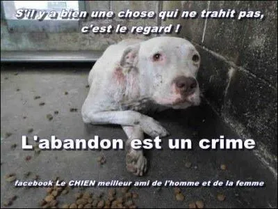 A votre avis, combien de chats et chiens sont abandonnés en France chaque année ?