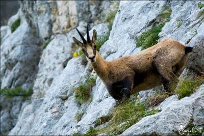 Quel est cet animal de la famille des Bovidae ?