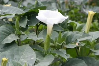 Quelle est cette plante vénéneuse également appelé « herbe aux sorcières » ou encore et si joliment « trompette des anges » ?