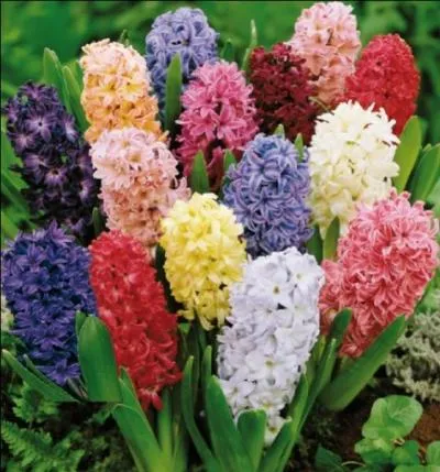 Combien de jacinthes voyez-vous ?