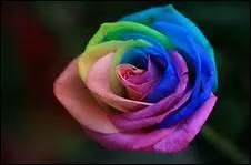 En quoi cette rose est-elle différente des autres ?