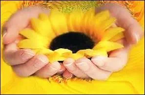 Que peut-on voir sur cette image ?