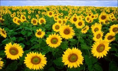 Est-il possible de compter tous les tournesols sur cette photographie ?