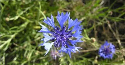 Combien de bleuets observons-nous ?