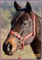 Comment s'appelle ce cheval et à qui appartient-il au début de la saison 3 ?