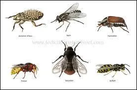 Quelle est la science consacrée à l'étude des insectes ?