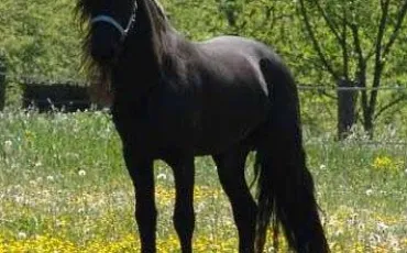 Quiz Galop 3