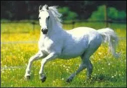 Le galop est une allure...