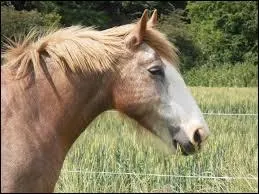 Dans quelle attitude se trouve ce cheval ?