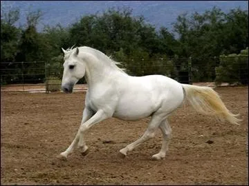 Le galop est une allure...