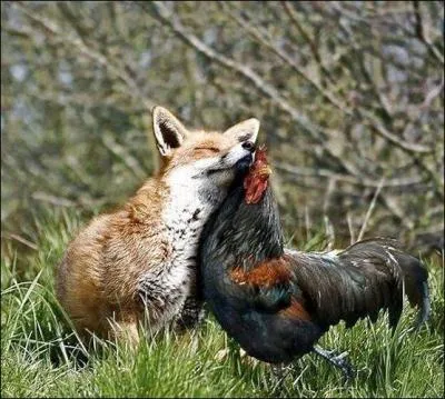 Nous ne sommes plus en querelle : paix générale cette foi. Quelle est cette fable ?