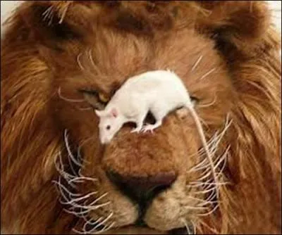 Patience et longueur de temps font plus que force ni que rage. 
Quelle est cette fable ?