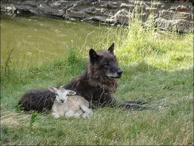 La raison du plus fort est toujours la meilleure. Quelle est cette fable ?