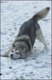 Quelle est la race de ce chien ?