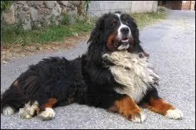 Quelle est la race de ce chien ?