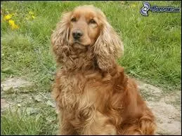 Quelle est la race de ce chien ?