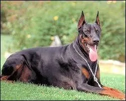 Quelle est la race de ce chien ?