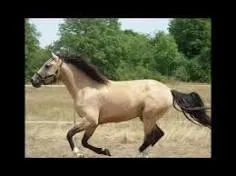 Quelle est cette robe ?