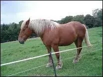 Le cheval peut-il dormir debout ?